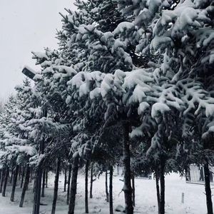 雪(brod