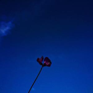 我只能想到的是孤独