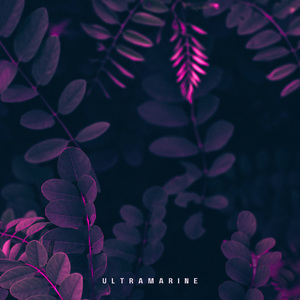 Cerulean Tears in Moonlight