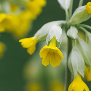 当你来的时候（9）