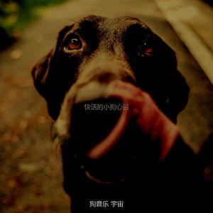 一尘不染幼犬印象数