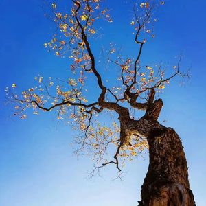 小可爱与小领带（翻自 周俊才举）