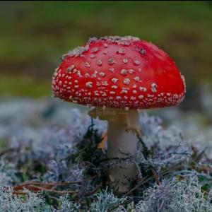 蘑菇蘑菇（DJAfang版）