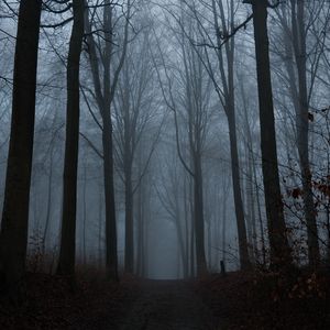Wander