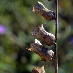 Human (Original Mix)