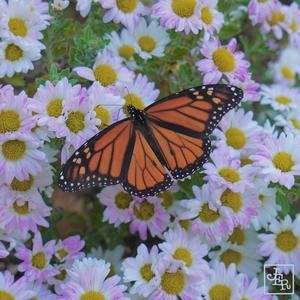 I Still Want You (feat. Jasmine)