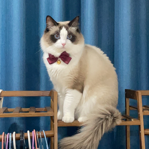 若相遇是美丽的过错