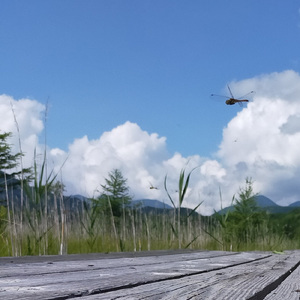 Oniyanma Selection 1