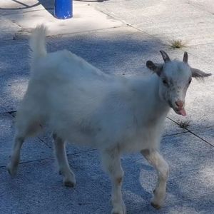 王（RPOD BY CRAZY BEATZ）