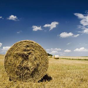 秋风下的萧瑟 (5)