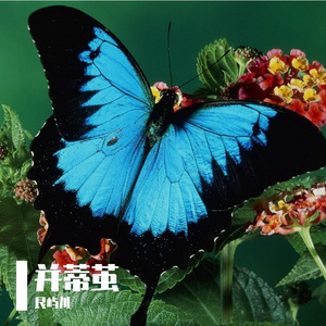并蒂茧