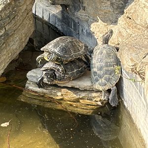 《作业写不完》