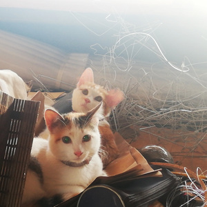 Gatos techeros