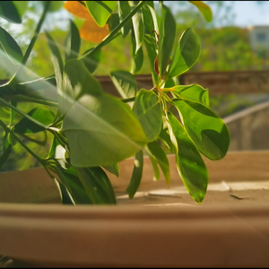 四月二十二日晴