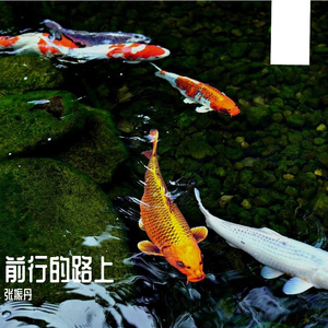 咸鱼翻身跳龙门