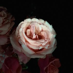 起风（1.1倍速）