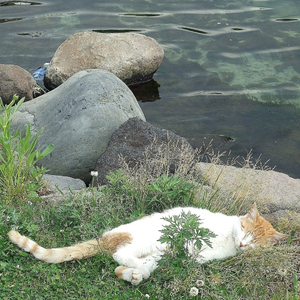 早く夏が来ればいいのに