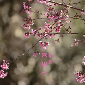 春思う