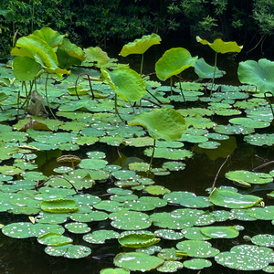 天行九歌（女声）