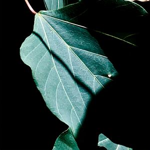 Ein fehlendes Blatt