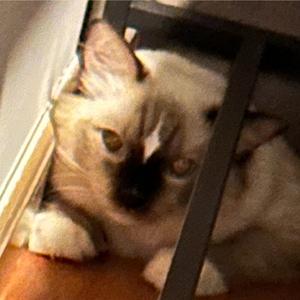 My Cat Doesn't Recognize Me