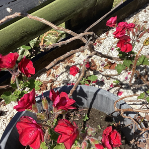 Gooood (Instrumental)