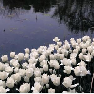 我的志愿（DJ版）