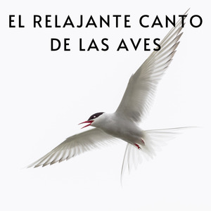 El Relajante Canto de las Aves