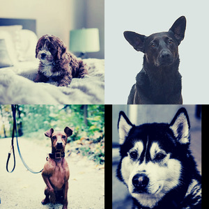 温和孤独的狗梦想