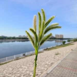 抬头问苍天 伴奏