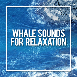 Underwater Whale Sounds Ambient Soundscape (Original Mix)