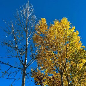 时间是奶奶留下的疤