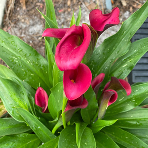 Strolling in the Mall