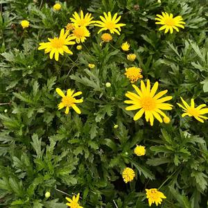 如果分开我也爱你