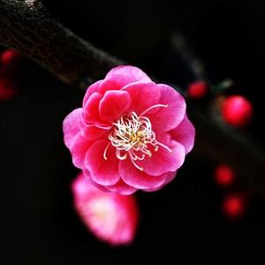 梅花三弄-古曲