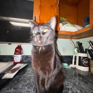Cats Hate Homophobes
