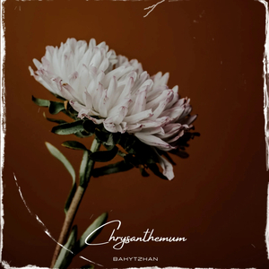 Chrysanthemum