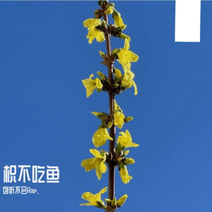 枳不吃鱼（Prod.Bando）