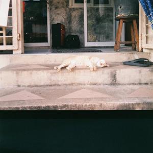 เหมียว เหมียว เหมียว