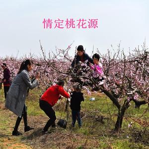 情定桃花源（红雨）