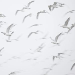 清风徐来-圣歌-白噪音