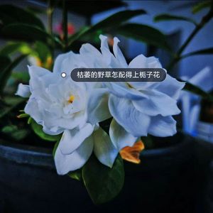 野草与栀子花