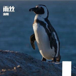 雨丝轻唱