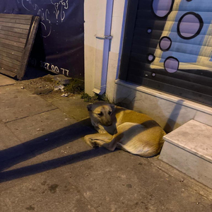 Gülü Susuz Seni Aşksız Bırakmam