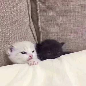 群星-冲击波 架子鼓示范（米白 Remix）