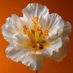 Dayflower