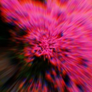 杜鹃花•蝶