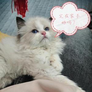 大宅乐家