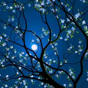 Hate You (with Killler Wolf & flamento)