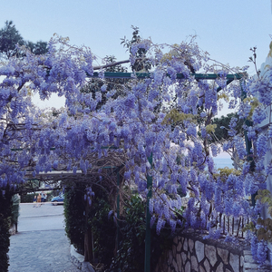Wisteria